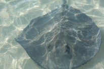 Many stingrays hang out near the Conch shack